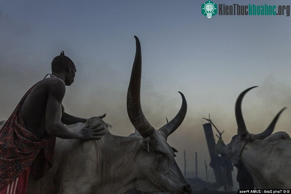 Người đàn ông trát tro lên bò để chống côn trùng đốt ban đêm.