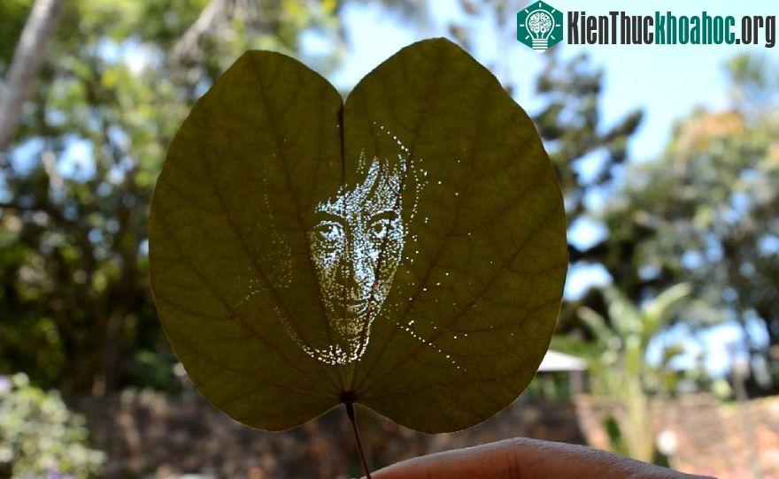 Lý Liên Kiệt