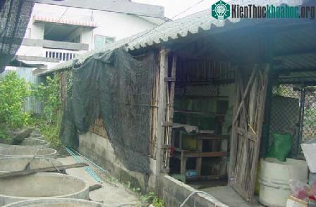 Biết về cá của mình (phần 1) ảnh 8