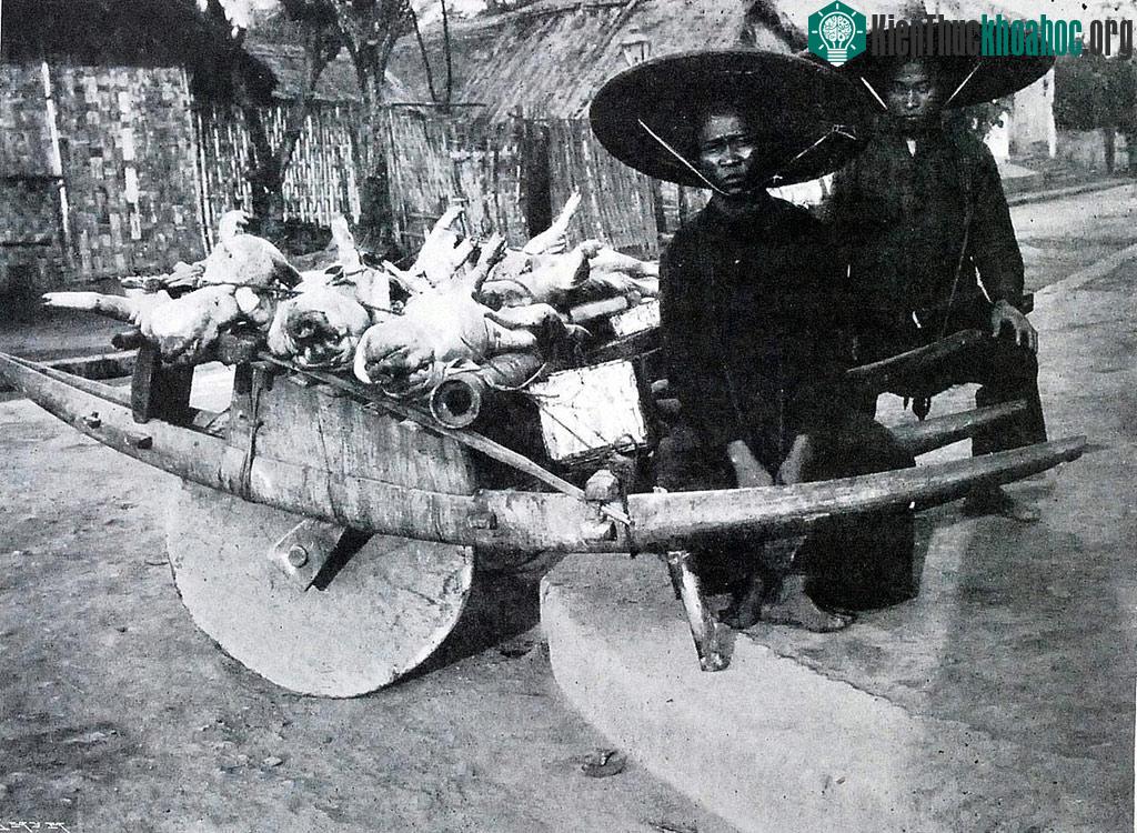 Xe cút kít còn dùng chở lợn ra chợ bán.