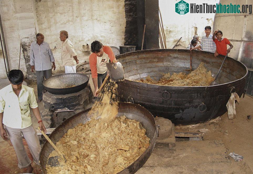 Những người làm công đang chuẩn bị đồ ăn cho chuột.