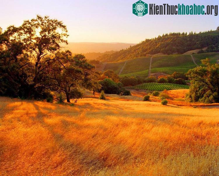Cánh đồng cỏ dại ngả màu vàng úa tại Sonoma, California, Mỹ.