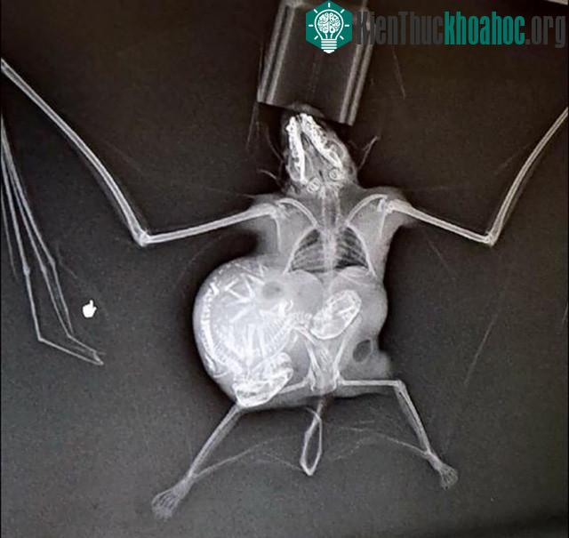 Loài động vật cũng sẽ có những chặng đường mang thai y hệt như con người chúng ta, chỉ khác ở thời gian mang thai. Trong hình là dơi mẹ đang mang trong mình "giọt máu" của mình.