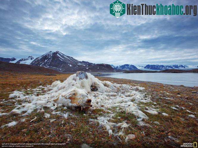 "Sống và chết", chụp ở Svalbard & Jan Mayen.