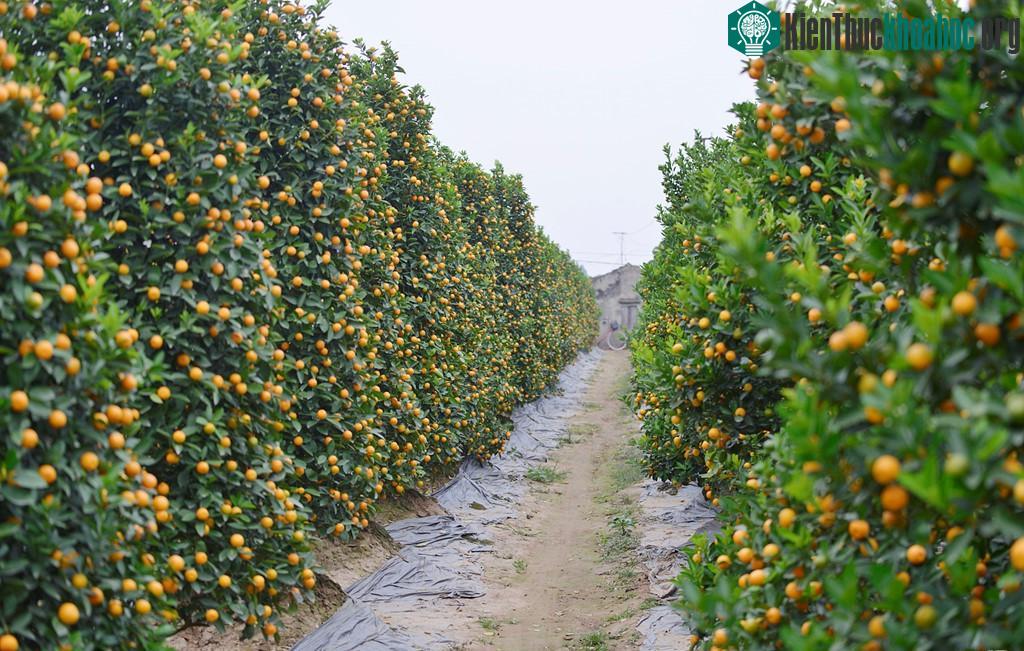 Các vườn quất tại làng hoa Nhật Tân cũng bắt đầu chín vàng.