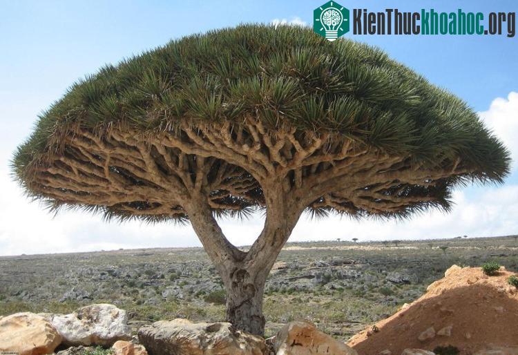 Một cây rồng tại đảo Socotra, tây bắc Ấn Độ Dương.