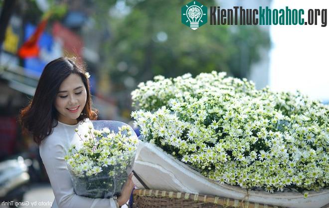 Cúc họa mi báo hiệu mùa đông trên phố Hà Nội