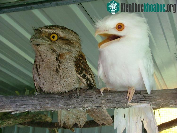 Một chú chim cú thuộc loài frogmouth bị bạch tạng bên cạnh một chú chim bình thường.
