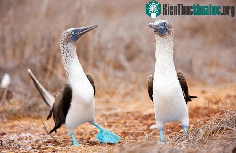 Chim booby chân xanh