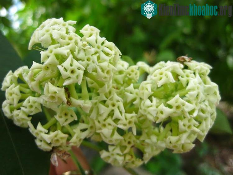 Hoa sữa thường nở rộ vào khoảng tháng 10, tháng 11 Dương lịch.