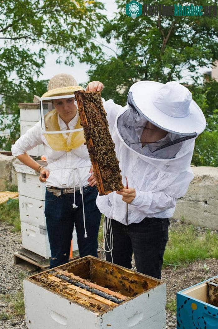 Cũng nằm trong chiến lược thực phẩm sạch, Brooklyn Grange còn có dự án nuôi ong ở những mái nhà khác trong thành phố chứ không chỉ ở trên trang trại sân thượng này.