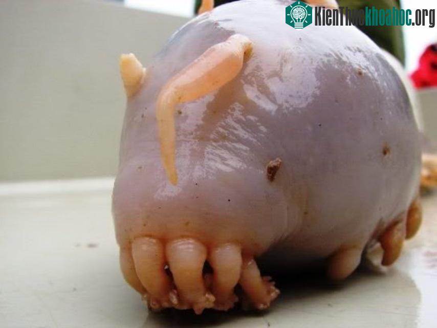 Lợn biển sống ở đáy của Đại Tây Dương, Thái Bình Dương và Ấn Độ Dương.