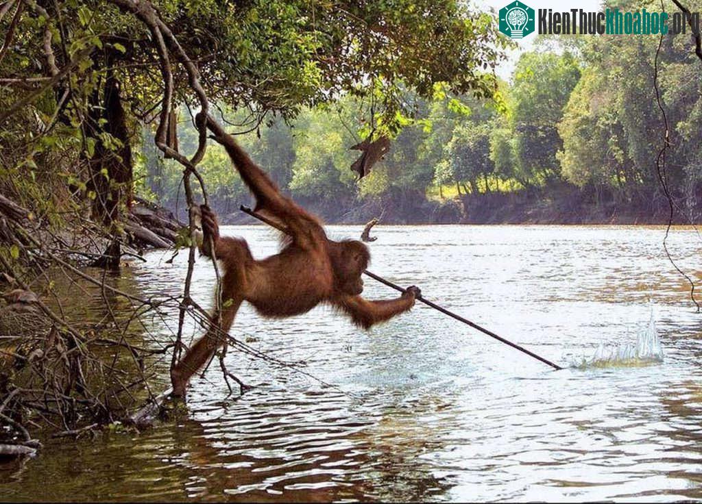 Con đười ươi này biết cách sử dụng công cụ để bắt cá