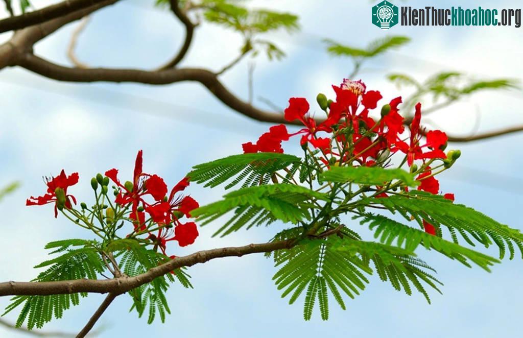 Hình ảnh hoa phượng vĩ tươi thắm gợi nhớ tuổi học trò đầy mơ mộng ảnh 8