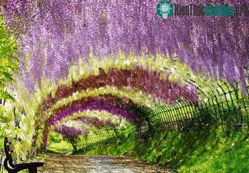 Đường hầm hoa tử đằng là điểm thu hút du khách ở vườn Kawachi Fujien