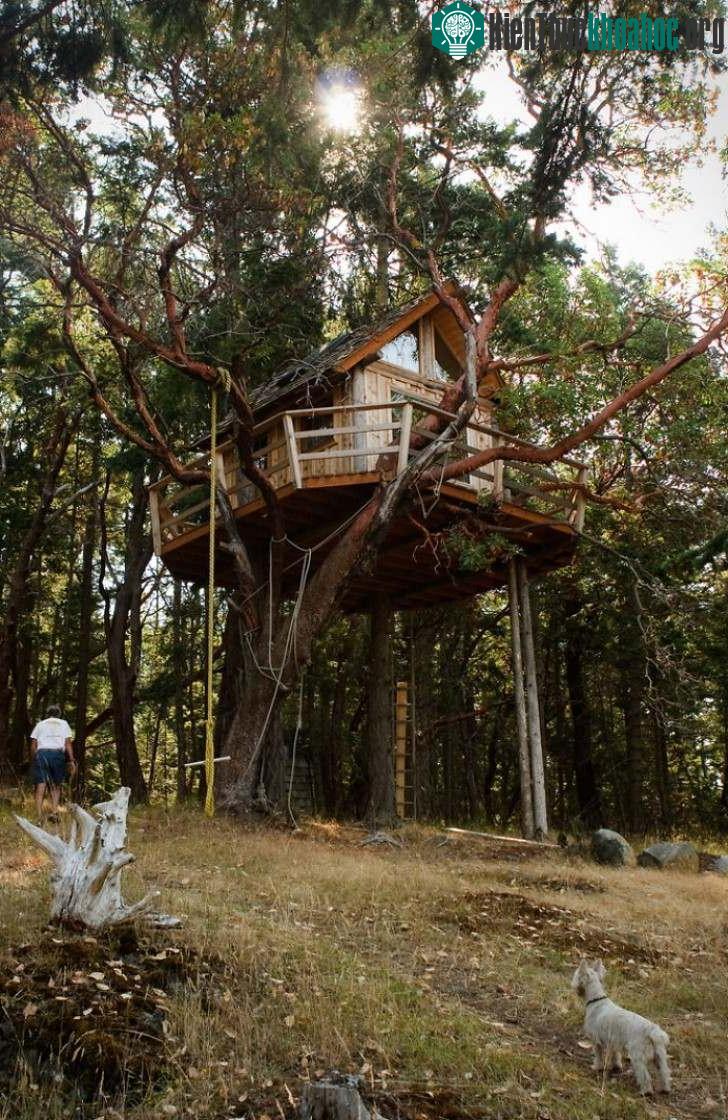 Ngôi nhà trên cây tại Henry Island, Bengal, Ấn Độ.