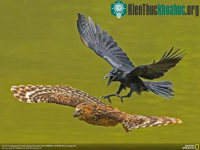 Quạ đuổi cú ra khỏi lãnh địa.