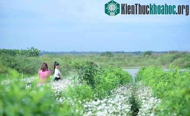 Cúc họa mi báo hiệu mùa đông trên phố Hà Nội
