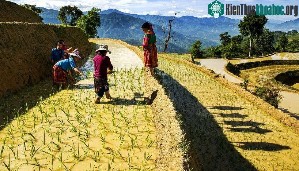 Những người Mông cấy lúa trên ruộng bậc thang