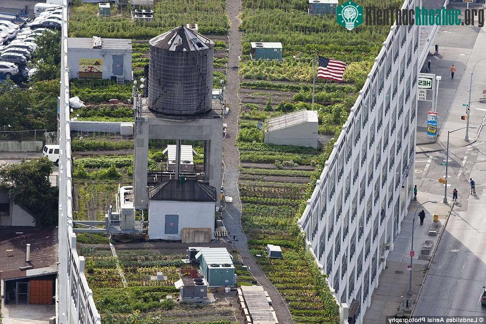 Ở Brooklyn Grange, các loại rau được trồng theo nguyên tắc hữu cơ.