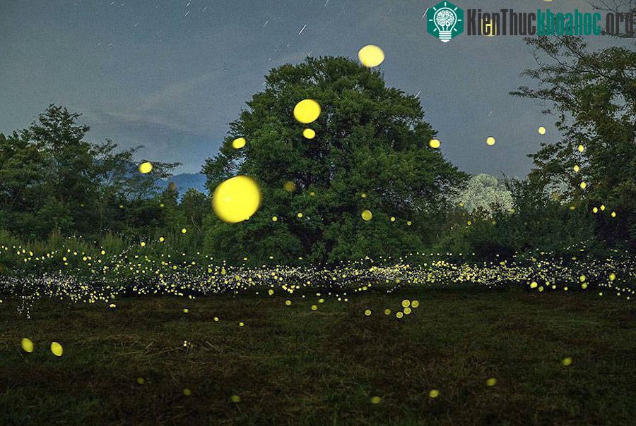 Thời gian nhiều đom đóm nhất trong ngày là 20h - 21h. Muốn nhìn ngắm đom đóm dễ hơn thì bạn không được đem theo đèn, không bật đèn pha ô tô hay đèn flash của các loại máy quay chụp.