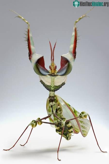 Bọ ngựa hoa mặt quỷ (Idolomantis Diabolica)