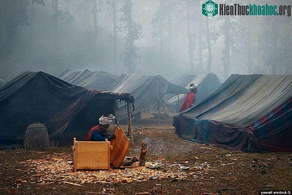 Trong những năm gần đây, khi rừng bị thu hẹp dần, họ buộc phải tiếp xúc với người địa phương nhiều hơn.