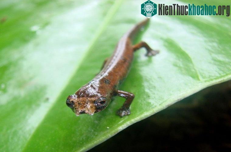 Kỳ nhông ET (kỳ nhông ngoài hành tinh). Loài kỳ nhông này sống ở vùng rừng nhiệt đới Ecuador. Điều đặc biệt là loài này không hề có phổi. Nó “thở” qua da, hấp thụ oxy trực tiếp từ môi trường.