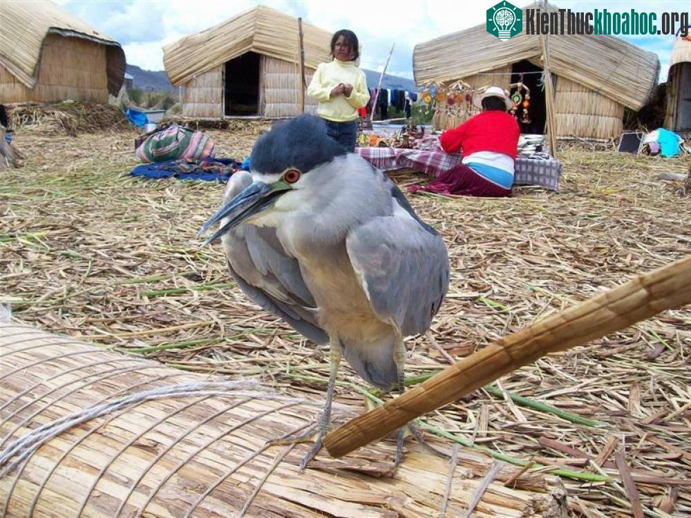 Thỉnh thoảng bạn sẽ thấy một vài hòn đảo lạ lùng nổi lên được làm từ lau sậy. Đó chính là nơi sinh sống của những người Uru India. Họ sống một cuộc sống đơn giản, thanh bình mà không có nhiều thay ...