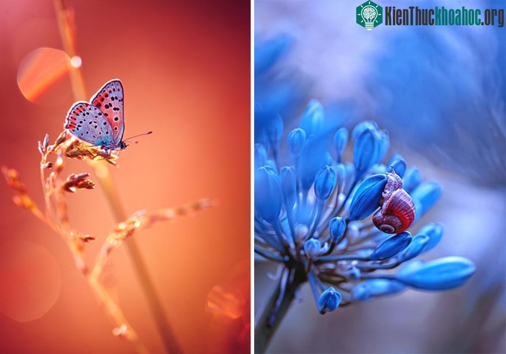Thế giới côn trùng lung linh huyền ảo ảnh 9