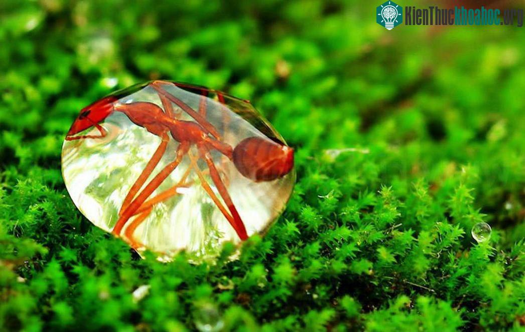 Con kiến nằm trong giọt sương thôi
