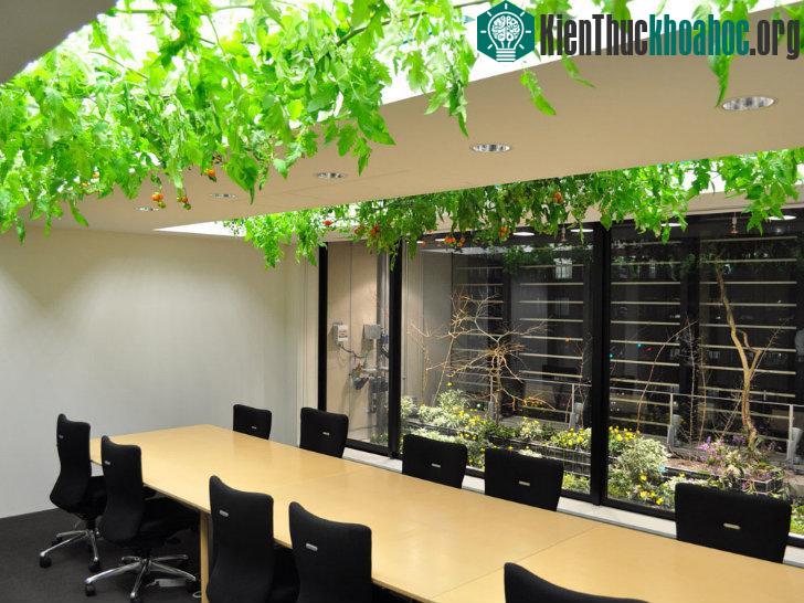 Trên trần phòng họp là giàn cà chua đã ra quả chín đỏ mọng.