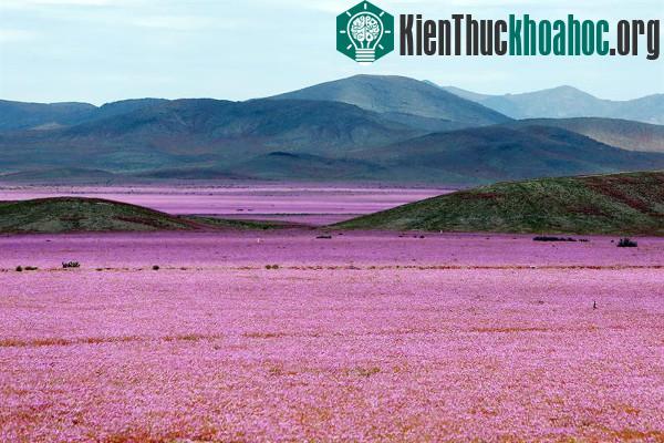 Sa mạc khô cằn "sống dậy" phủ đầy hoa hồng