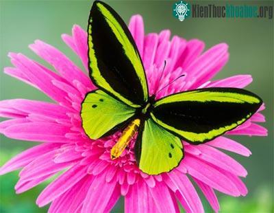 Loài bướm màu xanh xuất hiện nhiều ở New Guinea, quần đảo Solomon và Australia. Con đực thường có màu sắc rực rỡ hơn con cái.