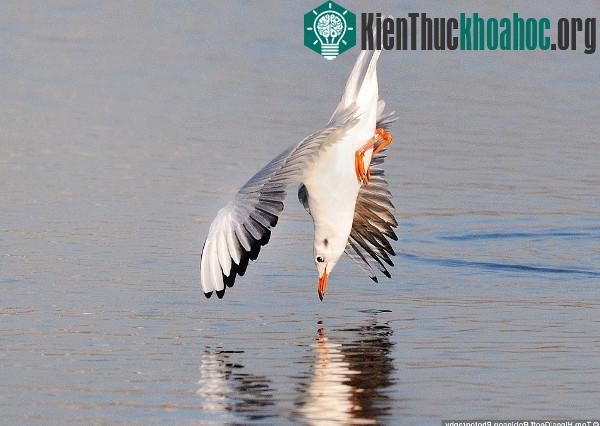 Khoảnh khắc mòng biển vật vã quyết chiến với bạch tuộc ảnh 0