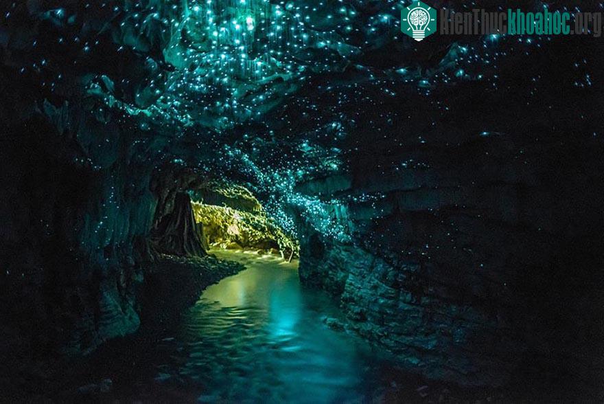 Hang Glowworms, New Zealand