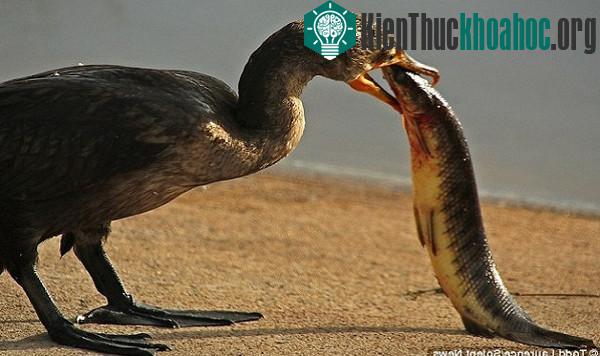 Chim cốc nuốt chửng cá hỏa tiễn dài nửa mét