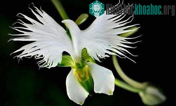 Hoa Pecteilis radiate khiến nhiều người liên tưởng tới những chú chim.