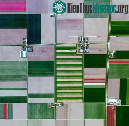 Cánh đồng hoa tulip ở Zeewolde, Hà Lan – quốc gia trồng nhiều hoa tulip nhất thế giới với khoảng 4,3 tỉ gốc hoa mỗi năm.