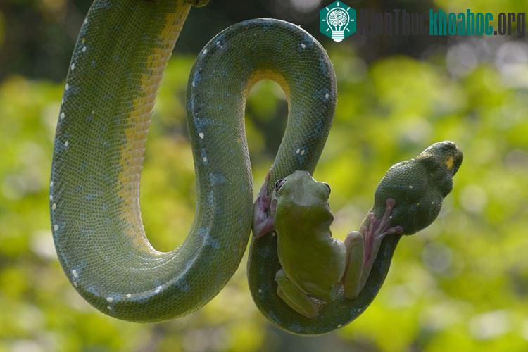 Hình ảnh ếch leo cổ trăn khổng lồ đầy ngoạn mục này được chụp tại một vườn thú ở Jakarta, Indonesia do nhiếp ảnh gia động vật hoang dã Fahmi BHS, 39 tuổi chụp được.