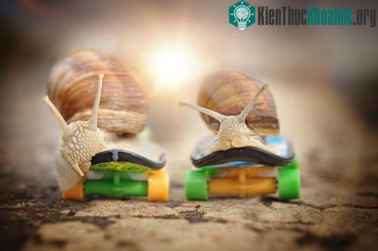 Bộ ảnh động vật tuyệt đẹp chụp ốc sên đẹp như thiên thần là của một nhiếp ảnh gia nghiệp dư, nhưng có nước ảnh vô cùng trong sáng, thợ ảnh đã cho chúng ta thấy được vẻ đẹp muôn màu của thế giới ốc ...