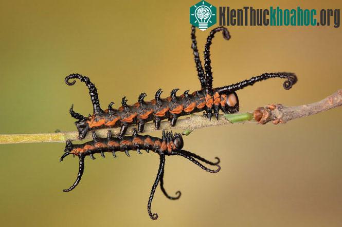 Chùm ảnh sâu "lột xác" thành bướm ngoạn mục