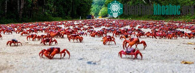 Mùa di cư của loài cua đỏ thường bắt đầu vào cuối năm (tháng 10-12), khi thời tiết mùa mưa giúp chúng di chuyển thuận tiện và dễ dàng hơn.