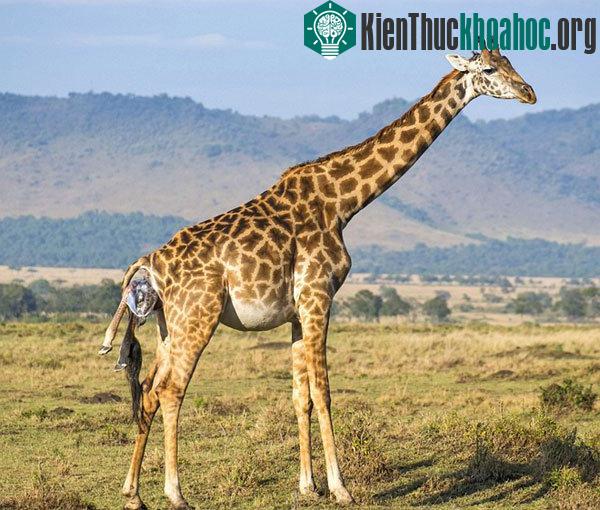 Khoảnh khắc chào đời của hươu cao cổ con được ghi lại ở khu bảo tồn quốc gia Masai Mara của Kenya.