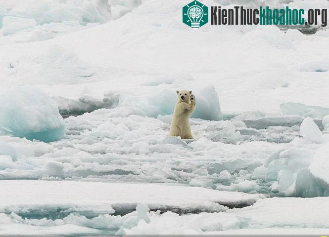 Làm trò. Ảnh chụp ở Svalbard, Na Uy - (Ảnh: Colin Mackenzie)