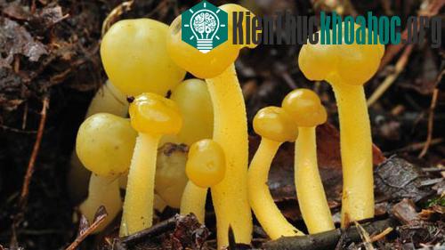 Leotia lubrica