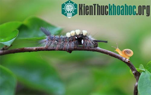 Khoảnh khắc lãng mạn của... côn trùng