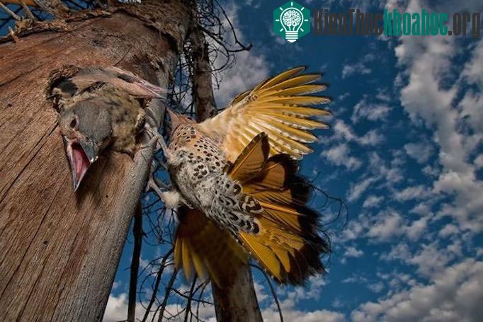 "Cảm giác mùa xuân" của nhiếp ảnh gia Peter Mather. (Ảnh:&nbsp;National Geographic)