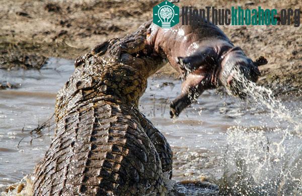 Màn vờn mồi của sát thủ đầm lầy được ghi lại ở Công viên Kruger, Nam Phi.