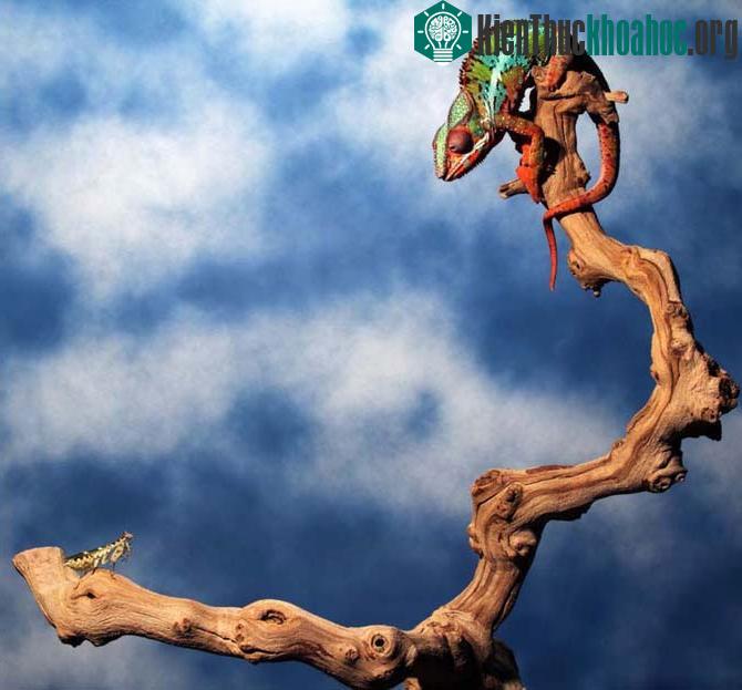 Chú tắc kè hoa đang đợi thời cơ “chín muồi” để tóm gọn con mồi.
